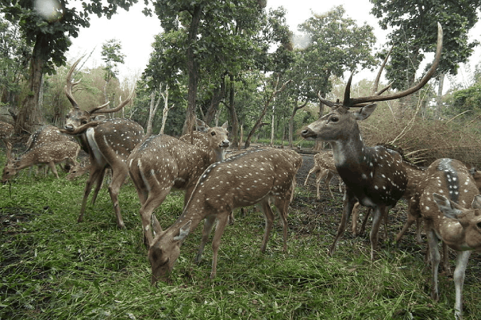 Barasinga-Deers-at-Nisargadhama