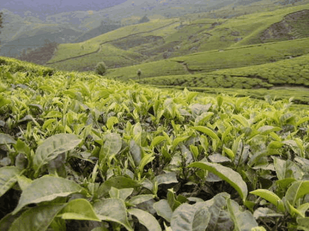 Darjeeling-tea-plantations