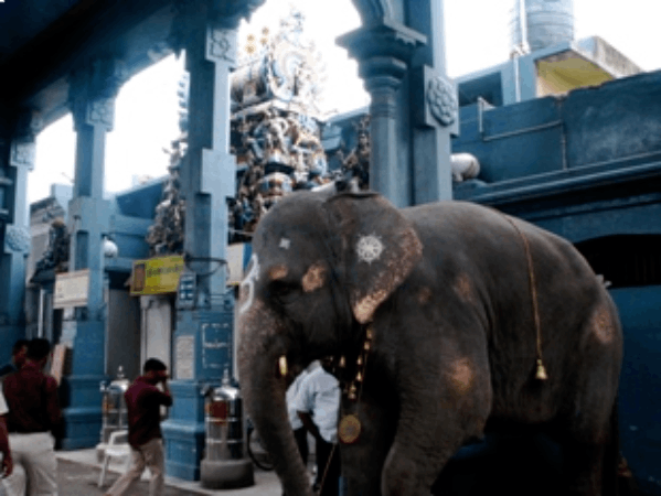 Pondicherry_India_Temple_Elephant