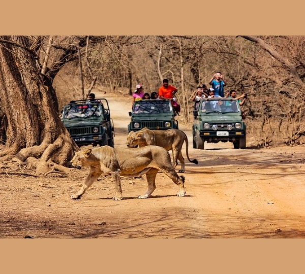 Gir Jeep Safari