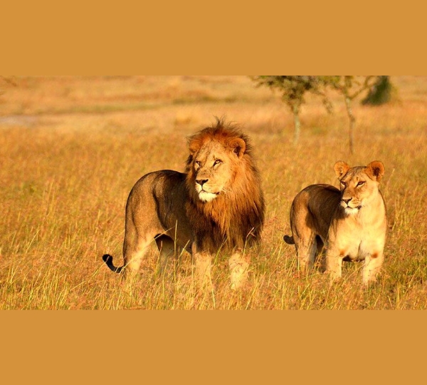 Gir-Majestic Asiatic Lions (600 x 540 px) (12)