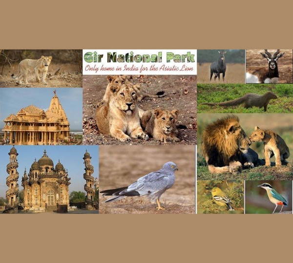 Gir National Park