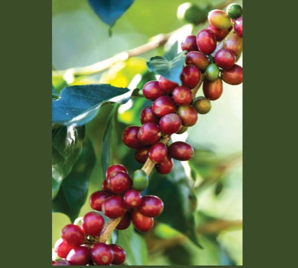 Coffee Plantation Tour