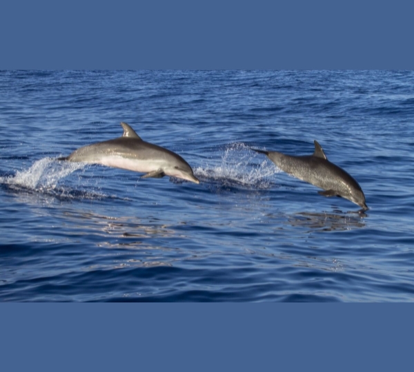 Irrawaddy Dolphin Boat Safari at Chilika Lake