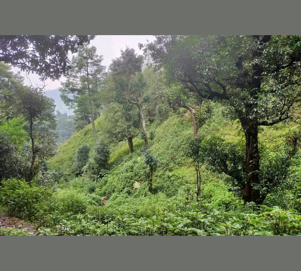 Mahavatar Babaji Pine Forest Pathways
