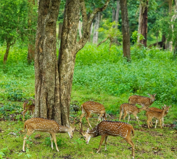 Deer-Nagarhole National Park