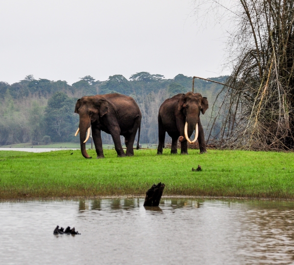 Kabini-Wildlife