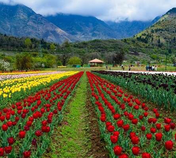 Gulmarg – Meadow of Flowers