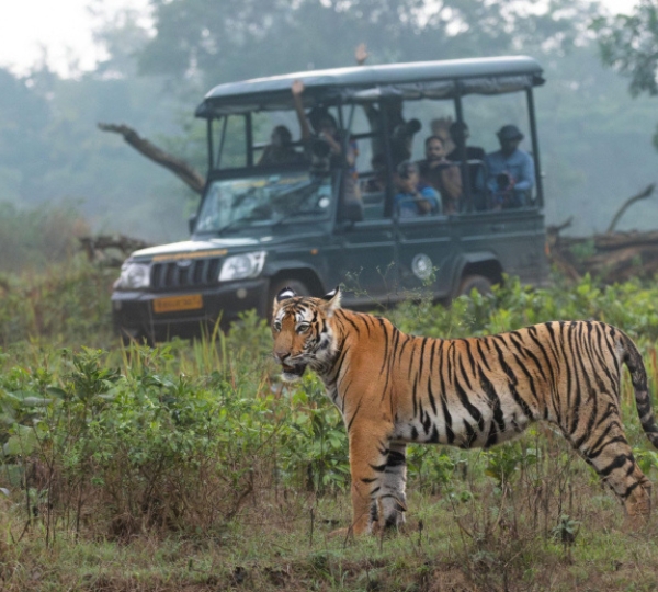 Majestic Tiger-Nagarhole National Park