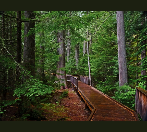 Cedar Forest & Nature Walk
