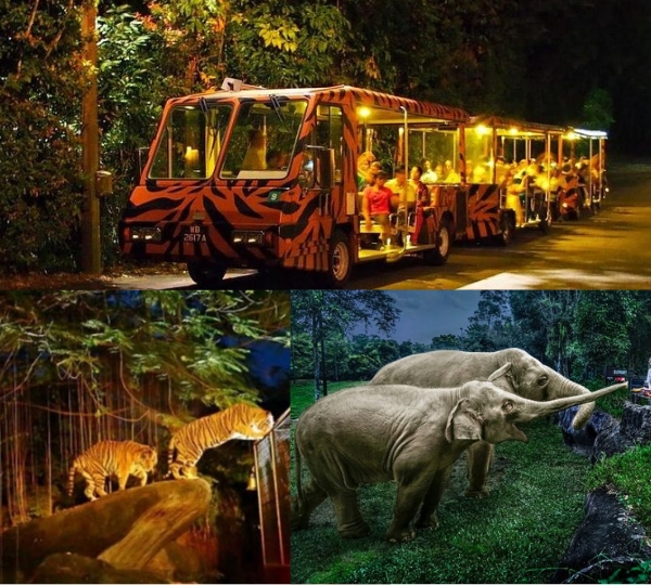 Night Safari-Tram Ride