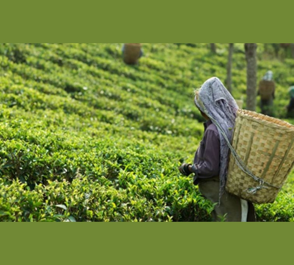A local Tea Garden to see the lush green estates that Assam is world-famous for. 🍃