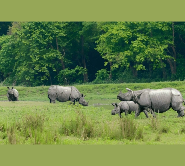Kaziranga National Park