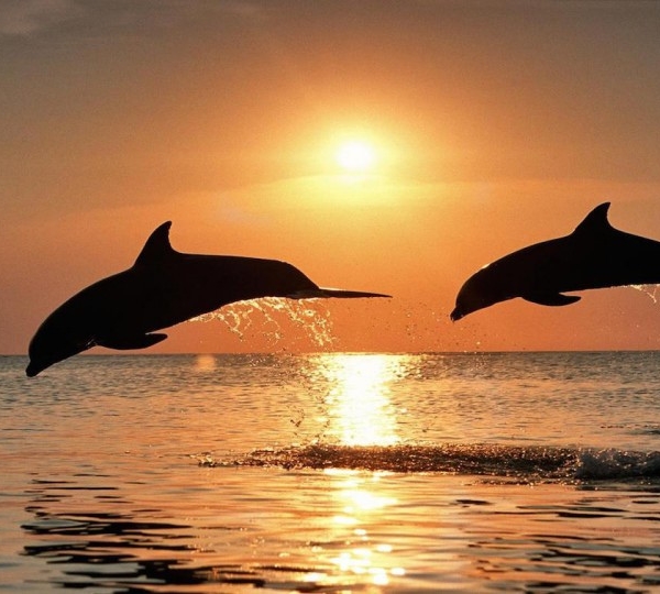 Dolphin Watching Cruise