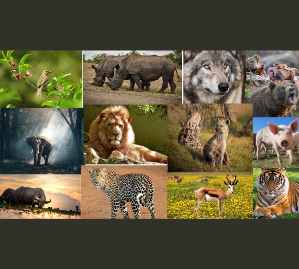 Rhino, Tiger, Elephant, Wild Water Buffalo, and Swamp Deer