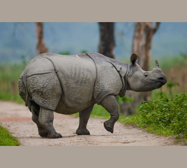 A UNESCO World Heritage Site-Spot One-Horned Rhino