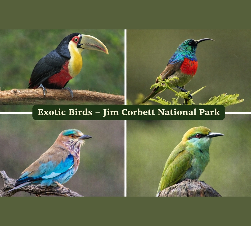 Exotic Birds-Jim Corbett National Park
