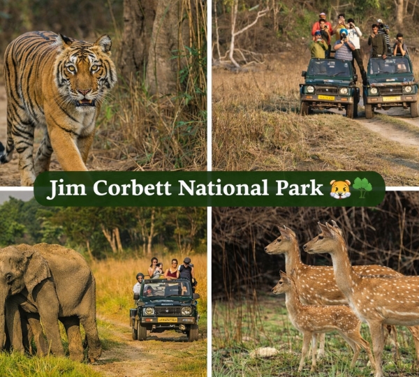 Jim Corbett National Park 🐅🌳