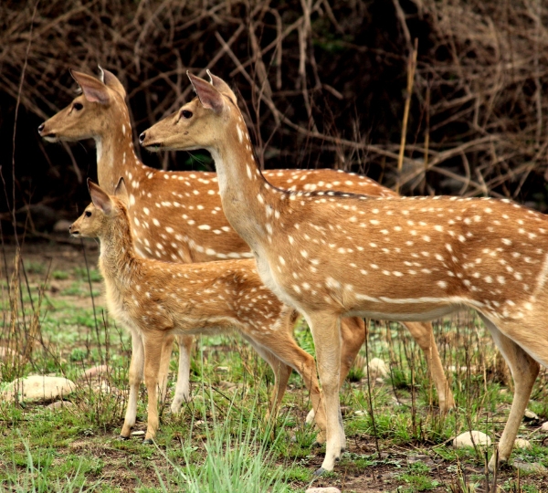 Spot Deer at Jim Corbett