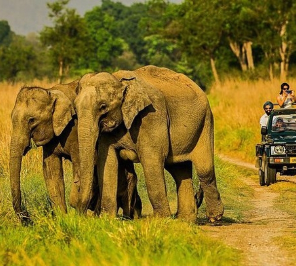 Spot Elephants at Jim Corbett