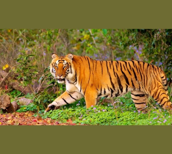 Spot Royal Bengal Tigers at Jim Corbett