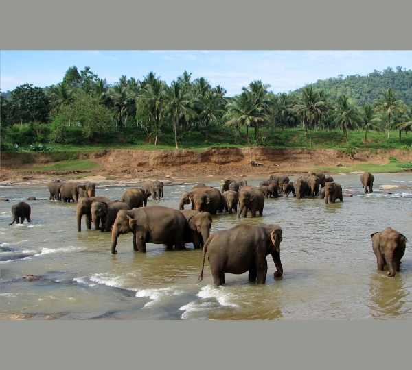 Pinnawala Elephant Orphanage