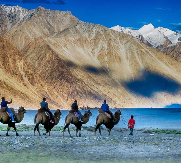 🐪 Nubra Valley – Double Hump Camel Ride