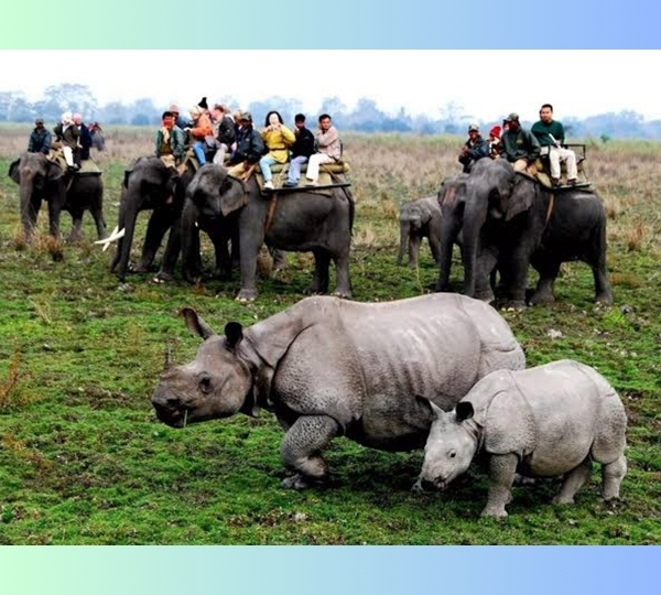 Kaziranga, Elephant Safari