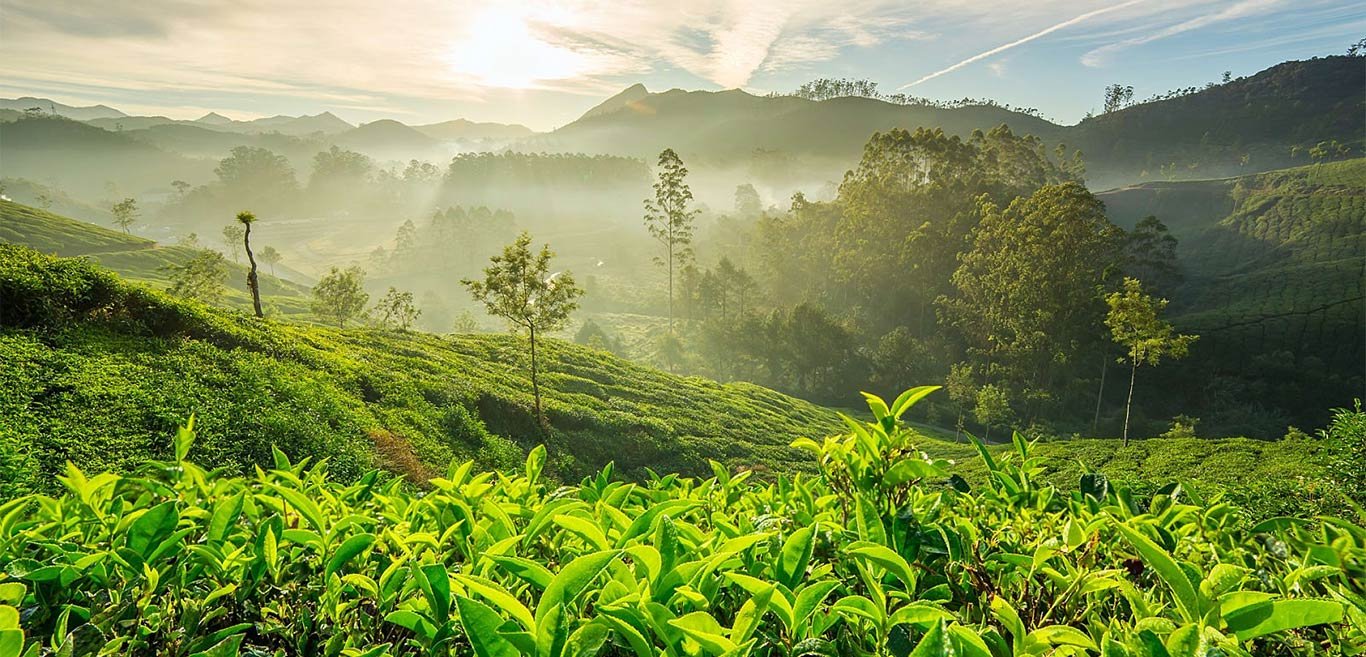 Book the best Chikmagalur Tour Package from Trichy for 3 Days and 2 Nights. Explore Mullayanagiri Peak, Baba Budangiri, Jhari Falls, coffee plantations, Hirekolale Lake and Belur Temple with comfortable stay, sightseeing and unforgettable Western Ghats experiences.