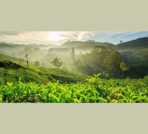 Chikmagalur Tour Package from Madurai – Karnataka hill station tour with Mullayanagiri, Baba Budangiri, coffee plantations and scenic waterfalls