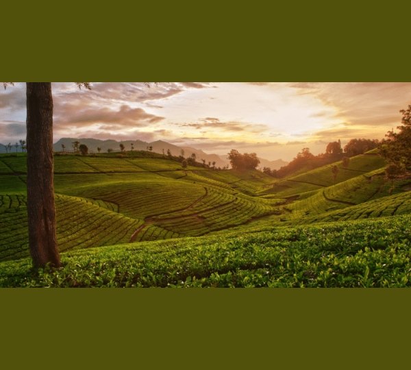 Chikmagalur Tour Package from Madurai – Karnataka hill station tour with Mullayanagiri, Baba Budangiri, coffee plantations and scenic waterfalls