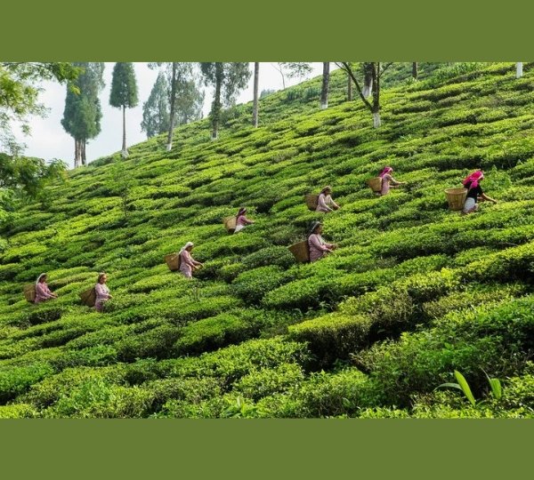 Darjeeling Sikkim Tour Package from Bangalore with Gangtok, Darjeeling, Himalayan mountains, tea gardens and scenic sightseeing
